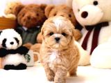 Show Kalite Toy Poodle Bebeklerim