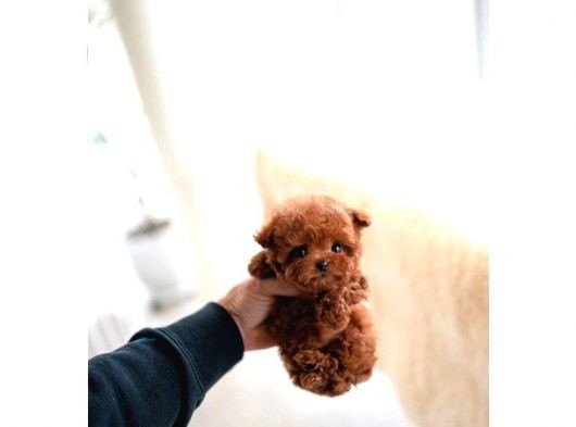 Kore Kanı Toy Poodle Yavrularimiz