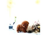 Kore Kanı Toy Poodle Yavrularimiz