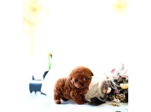 Kore Kanı Toy Poodle Yavrularimiz görsel
