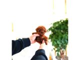 Kore Kanı Toy Poodle Yavrularimiz