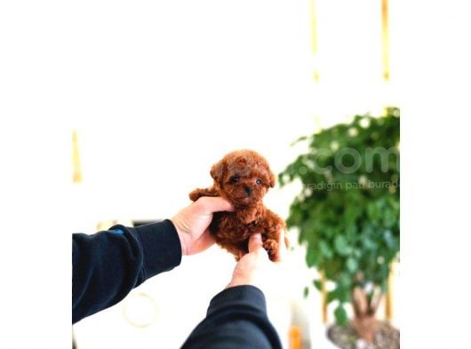 Kore Kanı Toy Poodle Yavrularimiz görsel