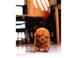 Kore Kanı Toy Poodle Yavrularimiz
