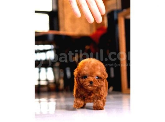 Kore Kanı Toy Poodle Yavrularimiz