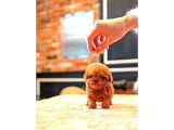 Kore Kanı Toy Poodle Yavrularimiz