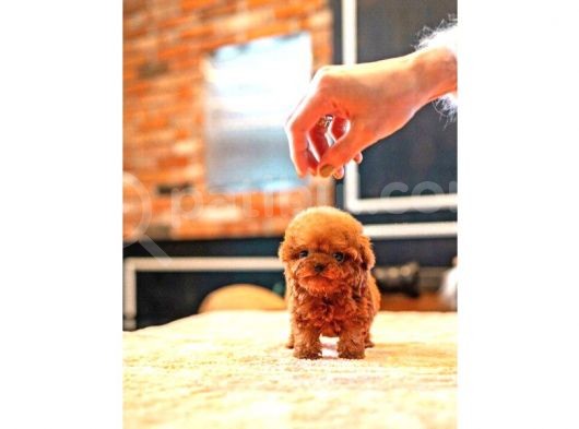 Kore Kanı Toy Poodle Yavrularimiz görsel
