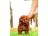 Kore Kanı Toy Poodle Yavrularimiz