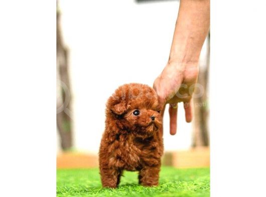 Kore Kanı Toy Poodle Yavrularimiz görsel