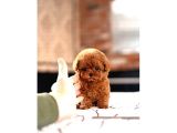 Red Brown Toy Poodle Yavrularımız