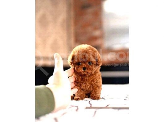 Red Brown Toy Poodle Yavrularımız