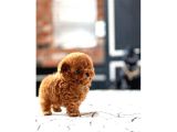 Red Brown Toy Poodle Yavrularımız