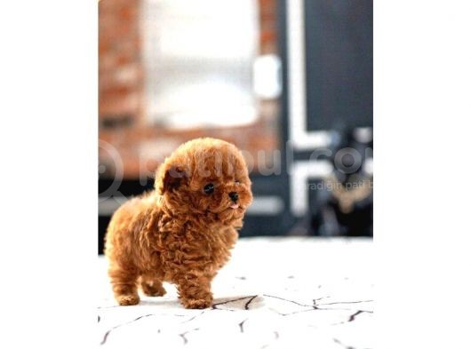 Red Brown Toy Poodle Yavrularımız görsel