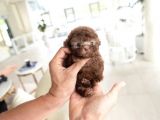 Dünya Tatlısı Red Brown Toy Poodle Yavrularımız