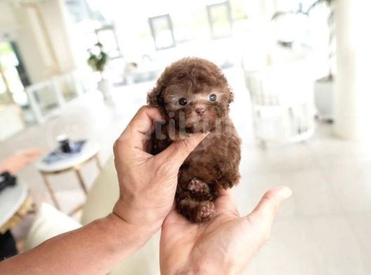 Dünya Tatlısı Red Brown Toy Poodle Yavrularımız görsel