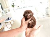 Dünya Tatlısı Red Brown Toy Poodle Yavrularımız