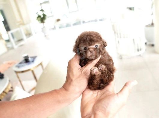 Dünya Tatlısı Red Brown Toy Poodle Yavrularımız görsel