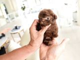 Dünya Tatlısı Red Brown Toy Poodle Yavrularımız