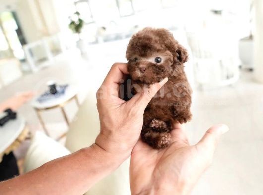 Dünya Tatlısı Red Brown Toy Poodle Yavrularımız