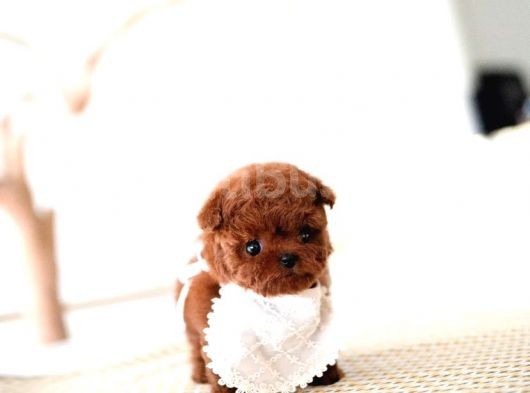 Kore Kanı Red Brown Toy Poodle Yavrularimiz görsel