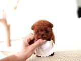 Kore Kanı Red Brown Toy Poodle Yavrularimiz