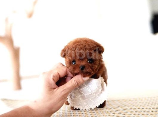 Kore Kanı Red Brown Toy Poodle Yavrularimiz