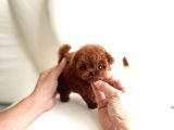 Kore Kanı Red Brown Toy Poodle Yavrularimiz