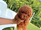 Antialerjik Safkan Toy Poodle Yavrularım