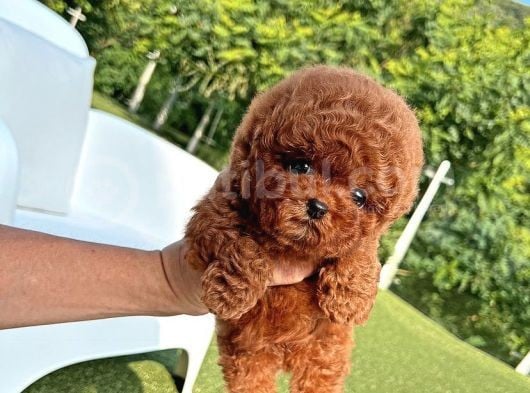 Antialerjik Safkan Toy Poodle Yavrularım görsel