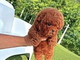 Antialerjik Safkan Toy Poodle Yavrularım