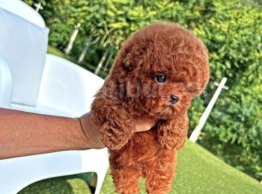 Antialerjik Safkan Toy Poodle Yavrularım