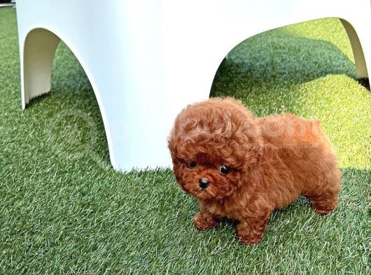 Antialerjik Safkan Toy Poodle Yavrularım görsel