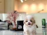 Show Kalite Toy Poodle Bebeklerim