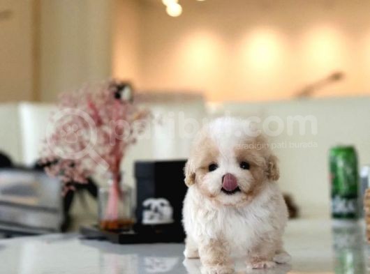 Show Kalite Toy Poodle Bebeklerim