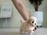 Show Kalite Toy Poodle Bebeklerim