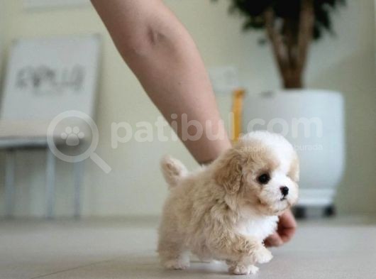 Show Kalite Toy Poodle Bebeklerim görsel
