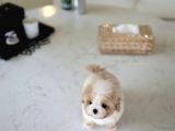 Show Kalite Toy Poodle Bebeklerim