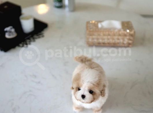Show Kalite Toy Poodle Bebeklerim görsel