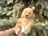Show Kalite Toy Poodle Bebeklerim