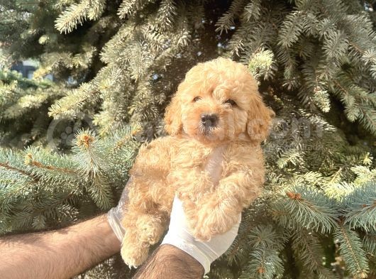 Show Kalite Toy Poodle Bebeklerim görsel