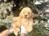 Show Kalite Toy Poodle Bebeklerim