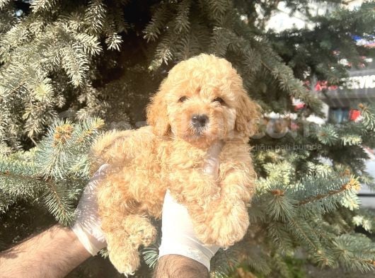 Show Kalite Toy Poodle Bebeklerim görsel