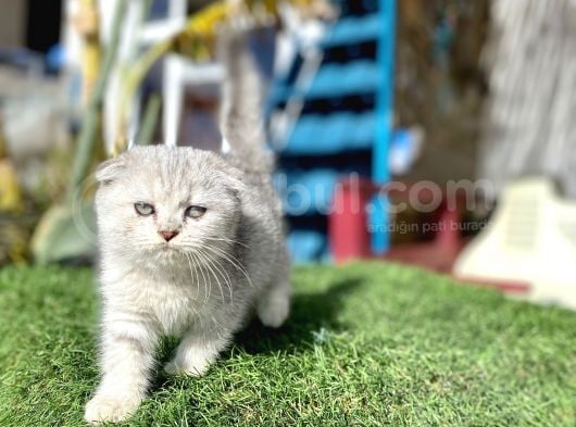 0 Kulak Fold Kızımız görsel