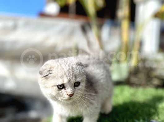 0 Kulak Fold Kızımız görsel