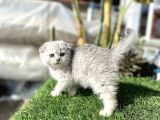 0 Kulak Fold Kızımız