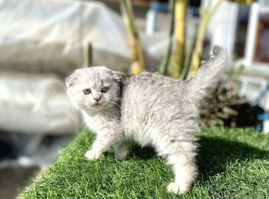 0 Kulak Fold Kızımız görsel