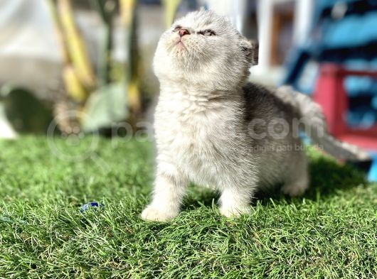 0 Kulak Fold Kızımız görsel