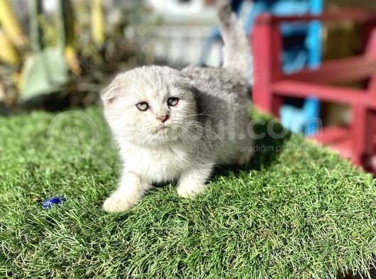 0 Kulak Fold Kızımız görsel
