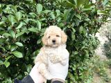 Kore  Maltıpoo Bebeklerimiz