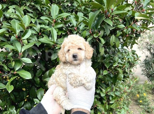 Kore  Maltıpoo Bebeklerimiz görsel