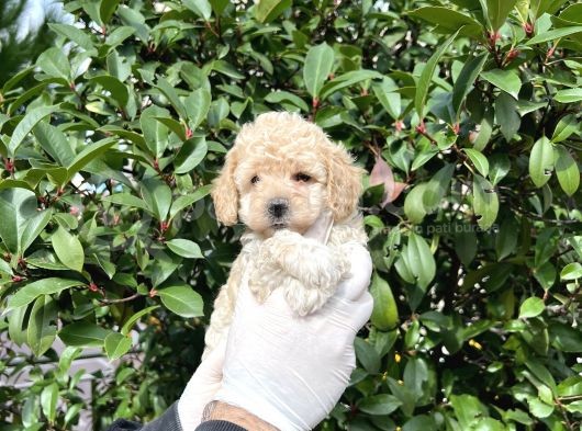 Kore  Maltıpoo Bebeklerimiz görsel